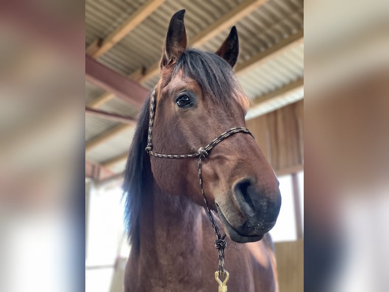 American Quarter Horse Gelding 10 years 14.3 hh Roan-Bay in Luftenberg