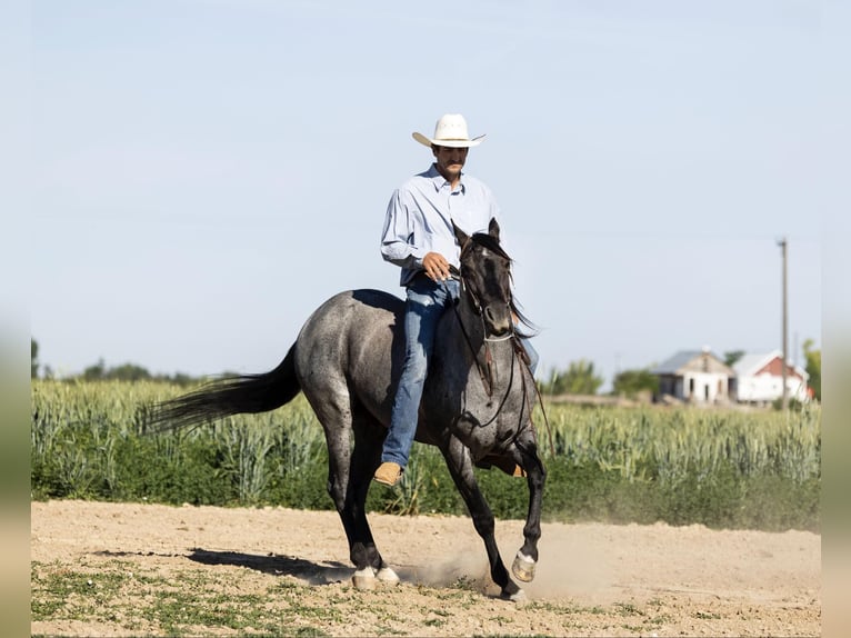 American Quarter Horse Gelding 10 years 14,3 hh Roan-Blue in Caldwell ID