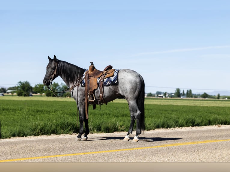 American Quarter Horse Gelding 10 years 14,3 hh Roan-Blue in Caldwell ID