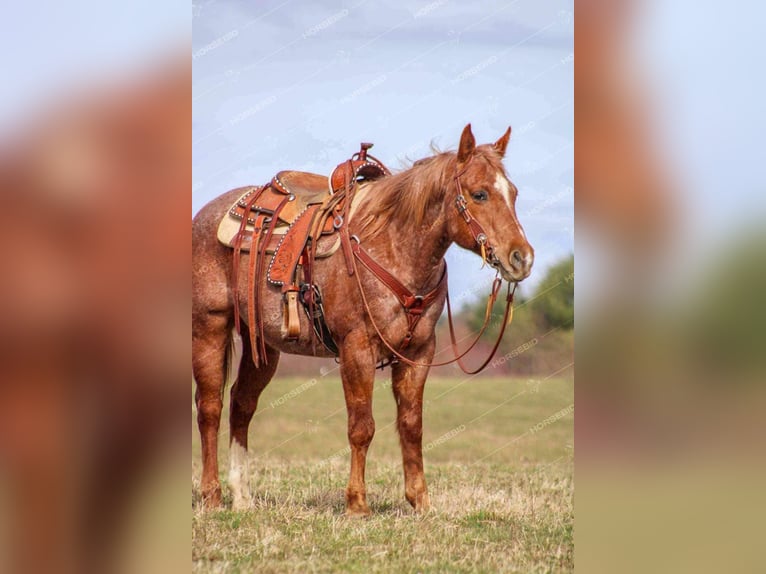 American Quarter Horse Gelding 10 years 14,3 hh Roan-Red in Tionesta