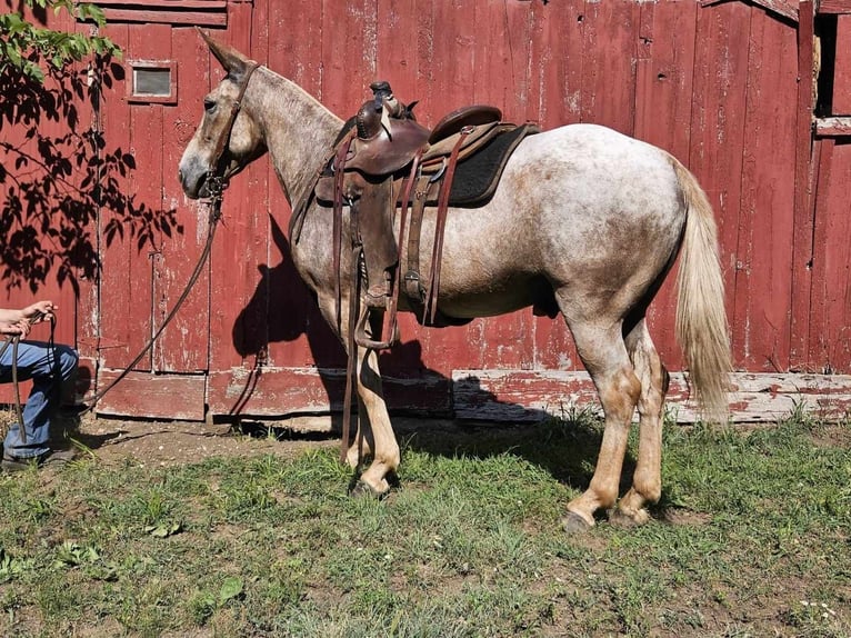 American Quarter Horse Gelding 10 years 14,3 hh Roan-Red in LaCygne, KS