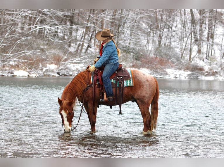 American Quarter Horse Gelding 10 years 14.3 hh Roan-Red in Clarion