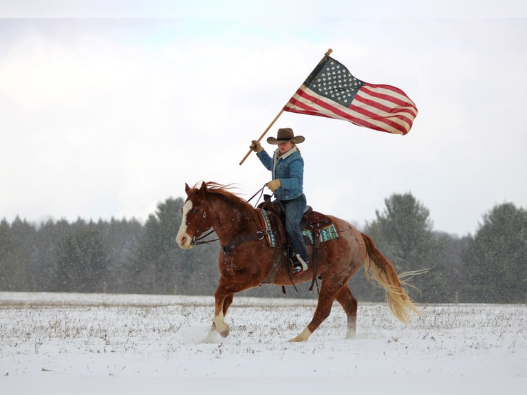 American Quarter Horse Gelding 10 years 14.3 hh Roan-Red in Clarion