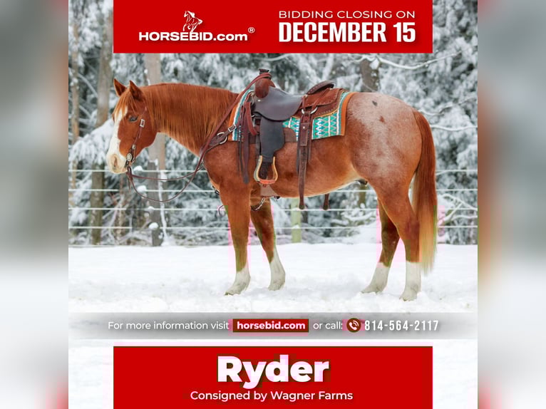 American Quarter Horse Gelding 10 years 14.3 hh Roan-Red in Clarion