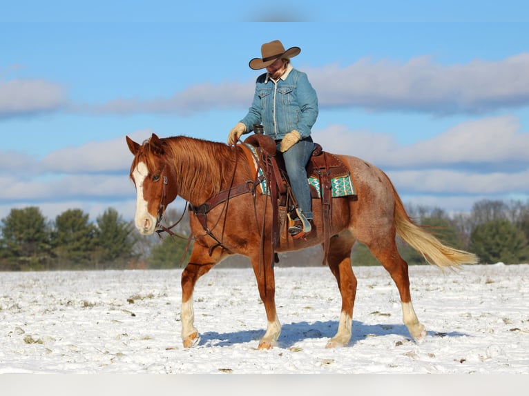 American Quarter Horse Gelding 10 years 14.3 hh Roan-Red in Clarion