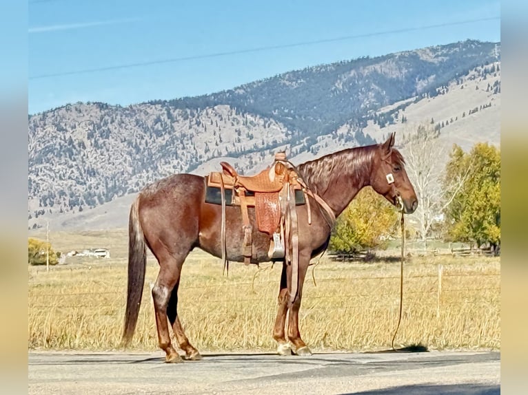 American Quarter Horse Gelding 10 years 14.3 hh Roan-Red in Middleburg