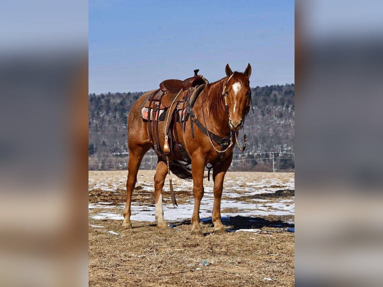 American Quarter Horse Gelding 10 years 14,3 hh Roan-Red in Rebersburg, PA