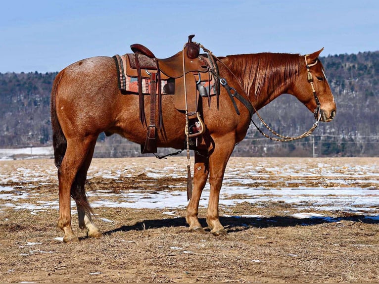 American Quarter Horse Gelding 10 years 14,3 hh Roan-Red in Rebersburg, PA