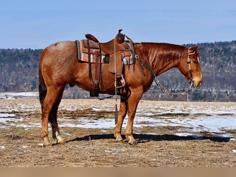 American Quarter Horse Gelding 10 years 14,3 hh Roan-Red in Rebersburg, PA