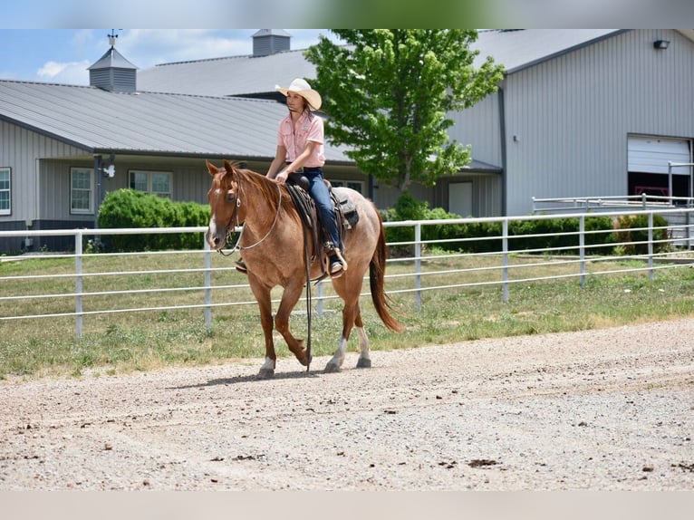 American Quarter Horse Gelding 10 years 14,3 hh Roan-Red in Sweet Springs, MO