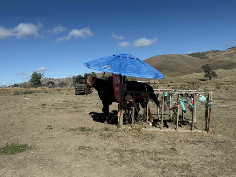 American Quarter Horse Gelding 10 years 14,3 hh Roan-Red in paicines ca