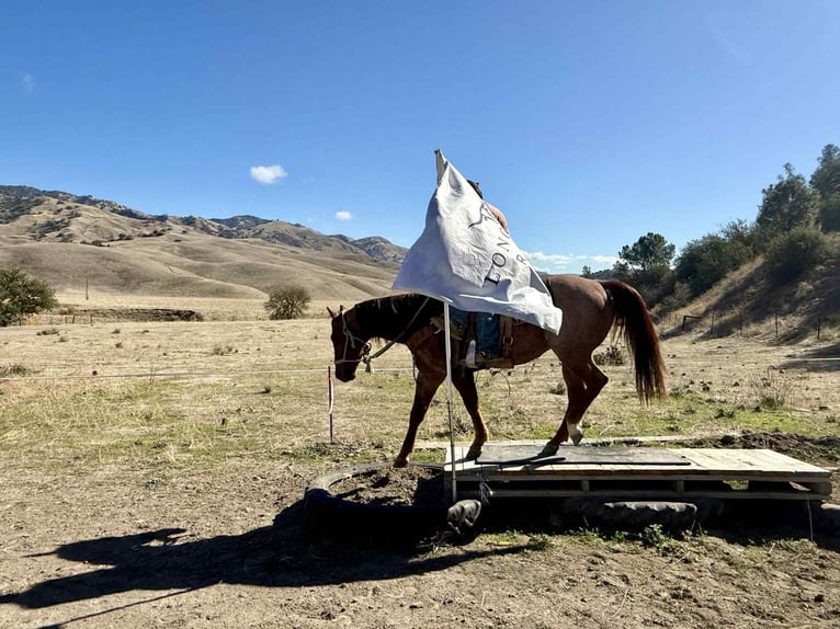 American Quarter Horse Gelding 10 years 14,3 hh Roan-Red in paicines ca