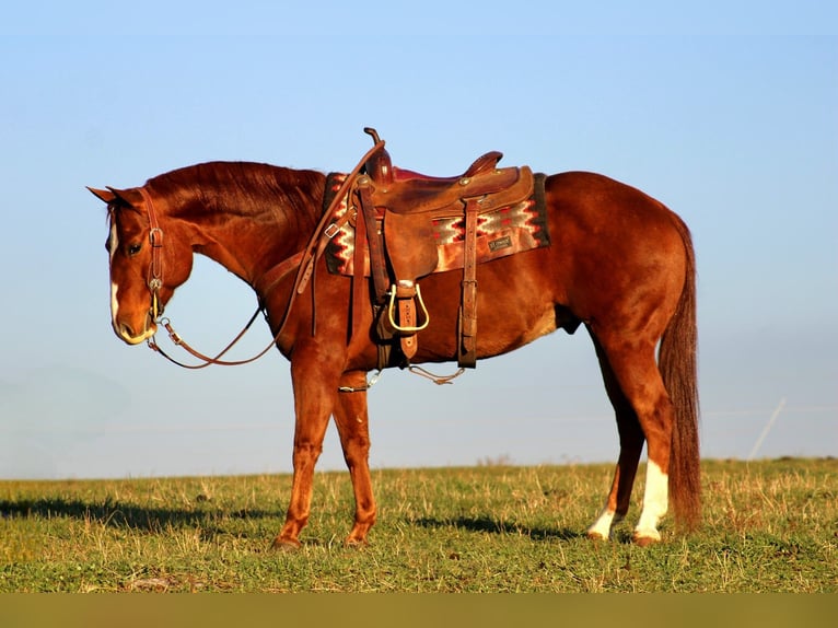 American Quarter Horse Gelding 10 years 14.3 hh Sorrel in Rebersburg
