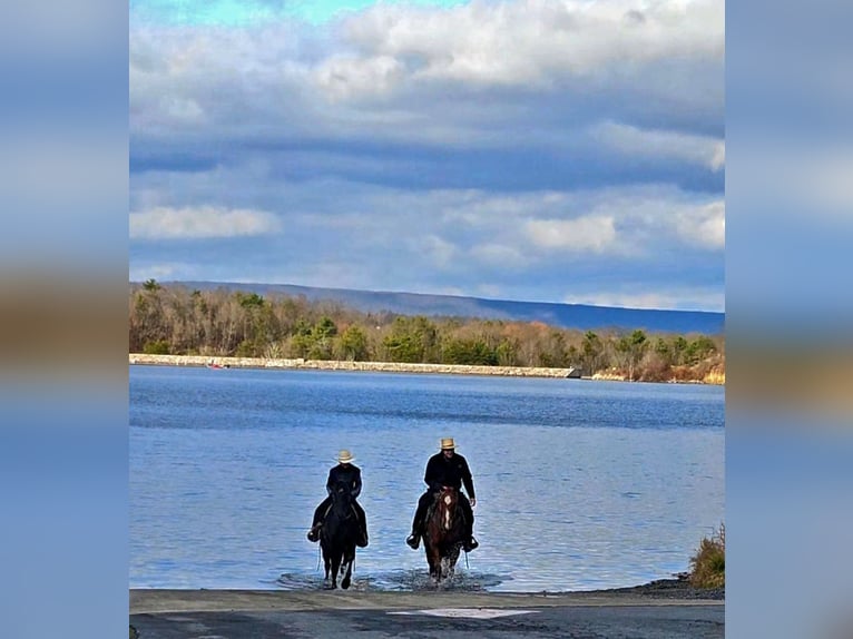 American Quarter Horse Gelding 10 years 14.3 hh Sorrel in Rebersburg