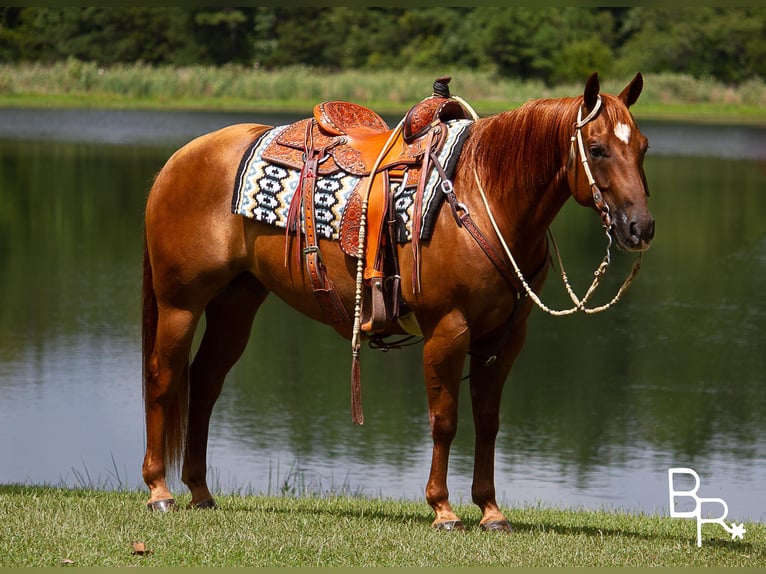 American Quarter Horse Gelding 10 years 14,3 hh Sorrel in Moutain grove MO