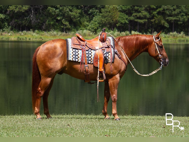 American Quarter Horse Gelding 10 years 14,3 hh Sorrel in Moutain grove MO