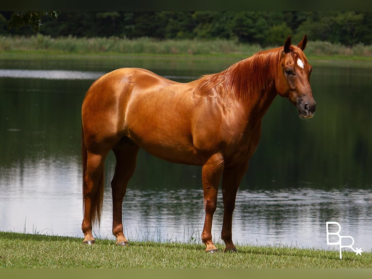 American Quarter Horse Gelding 10 years 14,3 hh Sorrel in Moutain grove MO