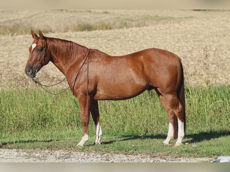 American Quarter Horse Gelding 10 years 14,3 hh Sorrel in Henderson
