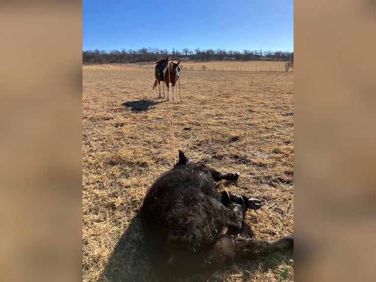 American Quarter Horse Gelding 10 years 14,3 hh Tobiano-all-colors in Waco TX