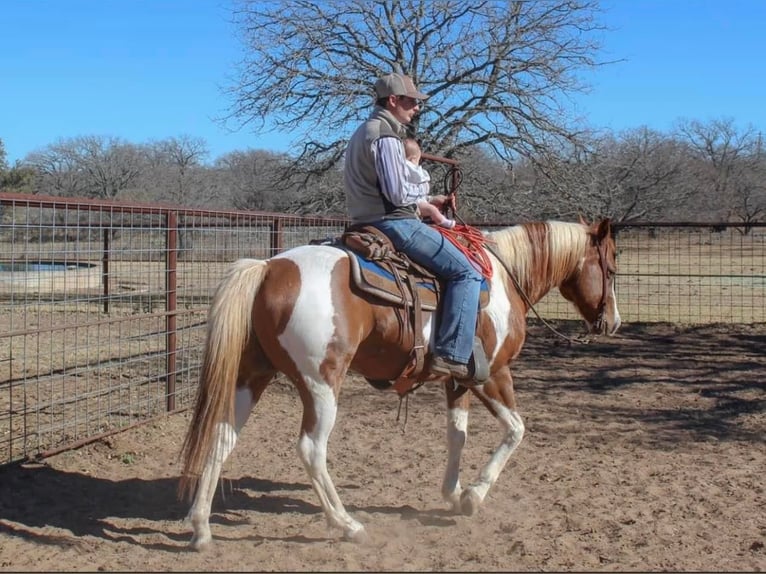 American Quarter Horse Gelding 10 years 14,3 hh Tobiano-all-colors in Waco TX