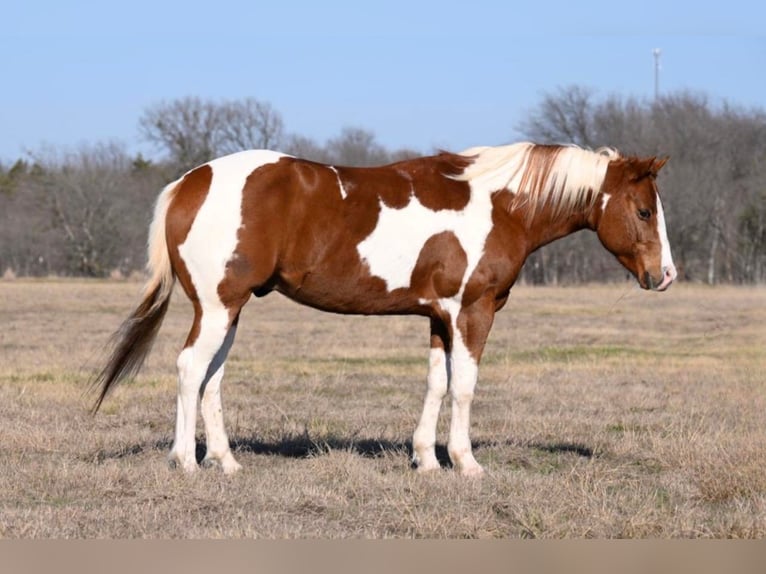 American Quarter Horse Gelding 10 years 14,3 hh Tobiano-all-colors in Waco TX