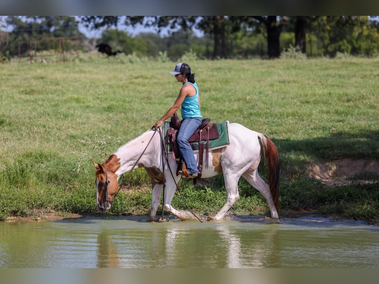 American Quarter Horse Gelding 10 years 14,3 hh Tobiano-all-colors in Canton TX