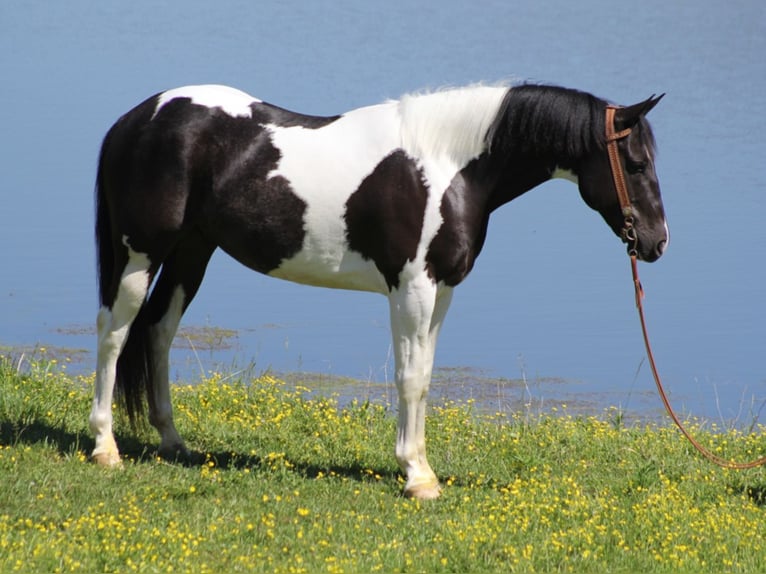 American Quarter Horse Gelding 10 years 14,3 hh Tobiano-all-colors in Whitley City KY
