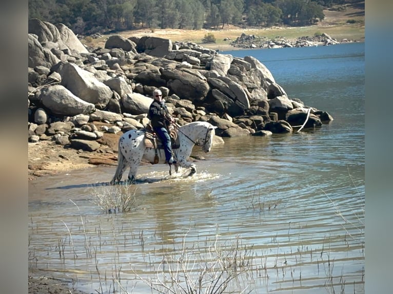 American Quarter Horse Gelding 10 years 14,3 hh White in Lincoln CA