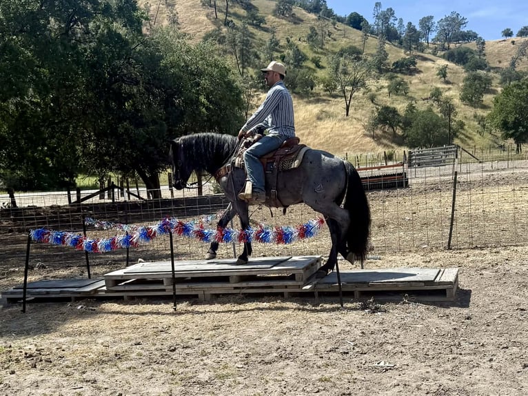American Quarter Horse Gelding 10 years 14 hh Roan-Blue in Tres Pinos