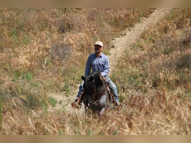 American Quarter Horse Gelding 10 years 14 hh Roan-Blue in Tres Pinos