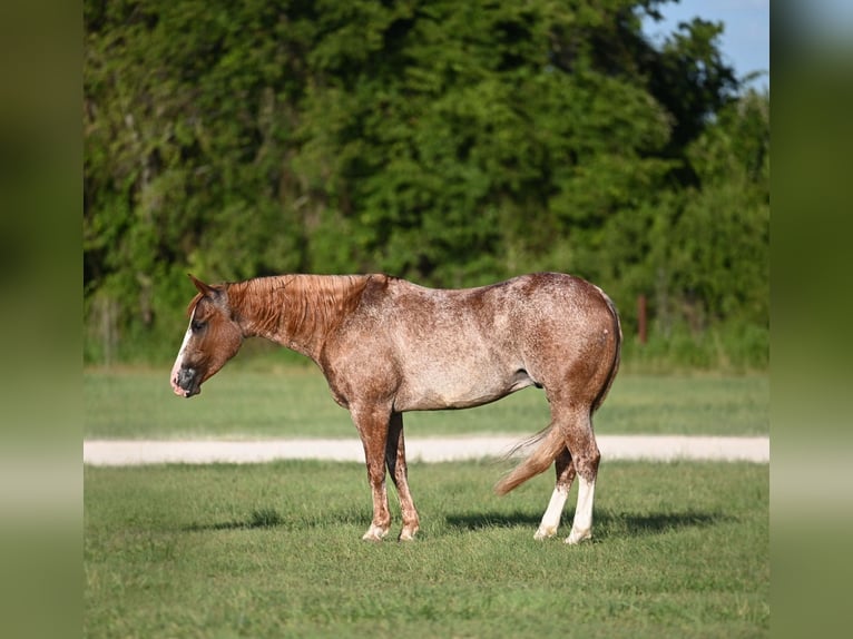 American Quarter Horse Gelding 10 years 14 hh Roan-Red in Waco