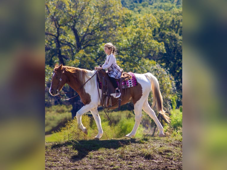 American Quarter Horse Gelding 10 years 14 hh Tobiano-all-colors in Poolville TX
