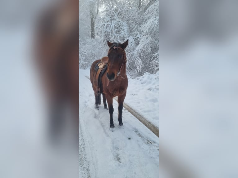 American Quarter Horse Gelding 10 years 14,1 hh Roan-Bay in Endingen