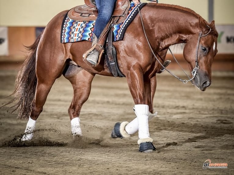 American Quarter Horse Gelding 10 years 14,1 hh Sorrel in Vernasca