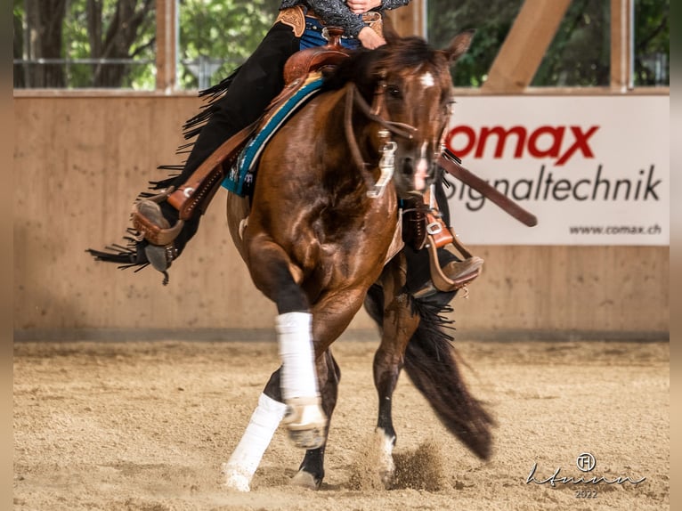 American Quarter Horse Gelding 10 years 14,2 hh Bay-Dark in Walliswil b. Niederbipp