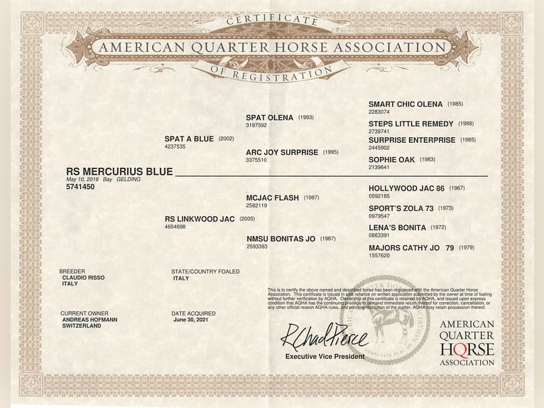 American Quarter Horse Gelding 10 years 14,2 hh Bay-Dark in Walliswil b. Niederbipp