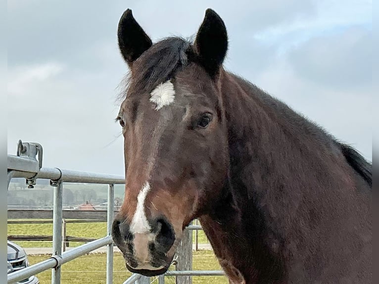 American Quarter Horse Gelding 10 years 14,2 hh Bay-Dark in Walliswil b. Niederbipp