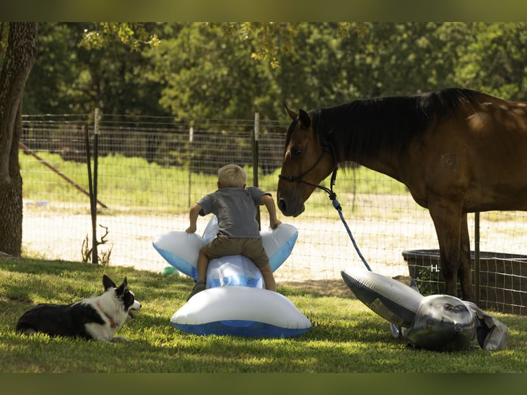 American Quarter Horse Gelding 10 years 14,2 hh Bay in Weatherford, TX