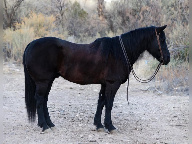 American Quarter Horse Gelding 10 years 14,2 hh Black in Camp Verde AZ