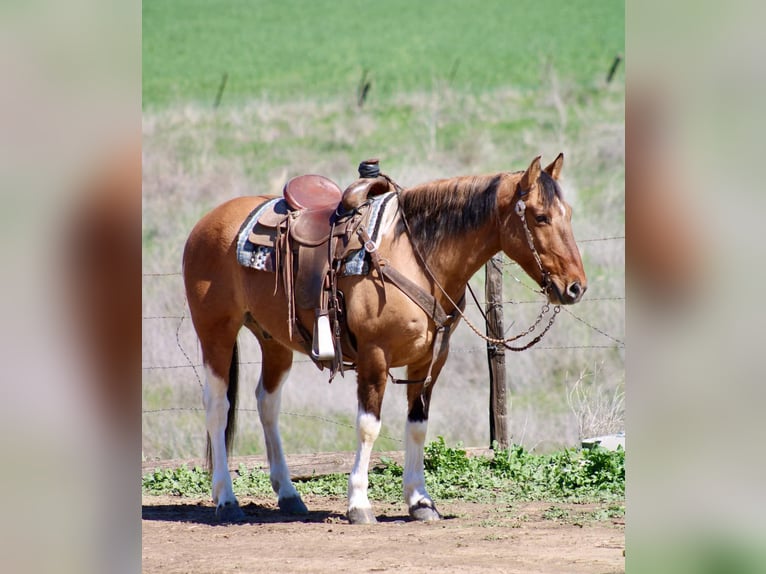 American Quarter Horse Gelding 10 years 14,2 hh Dun in Bitterwater CA