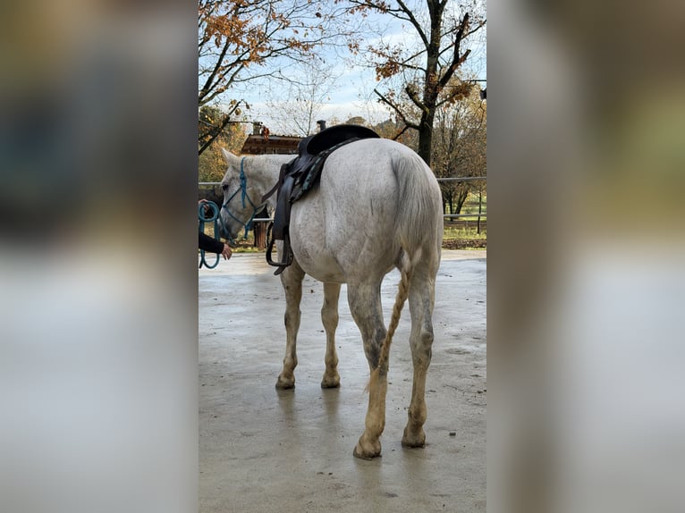 American Quarter Horse Gelding 10 years 14,2 hh Grey in Massarella