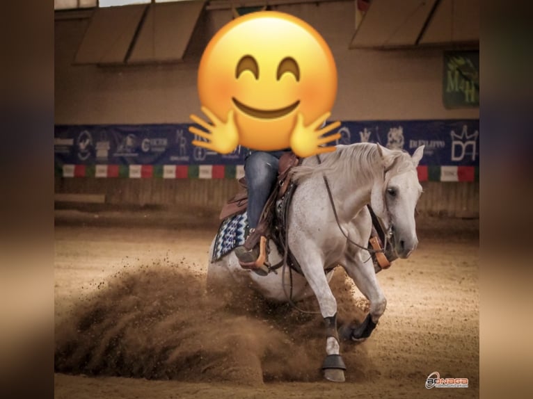 American Quarter Horse Gelding 10 years 14,2 hh Grey in Massarella