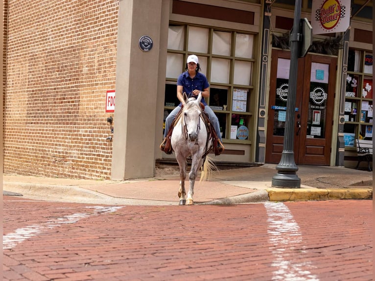 American Quarter Horse Gelding 10 years 14,2 hh Grey in Rusk TX