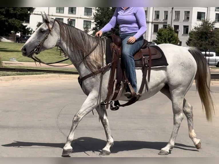 American Quarter Horse Gelding 10 years 14,2 hh Grey in Weatherford TX