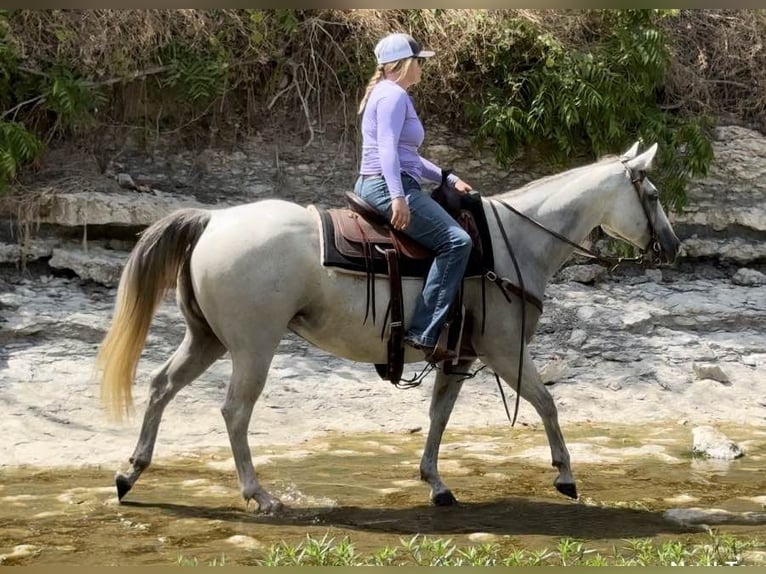 American Quarter Horse Gelding 10 years 14,2 hh Grey in Weatherford TX