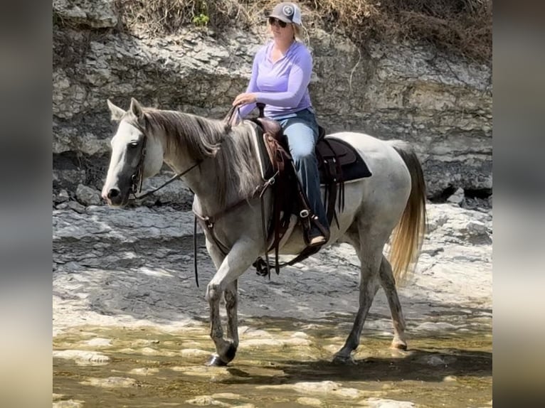 American Quarter Horse Gelding 10 years 14,2 hh Grey in Weatherford TX