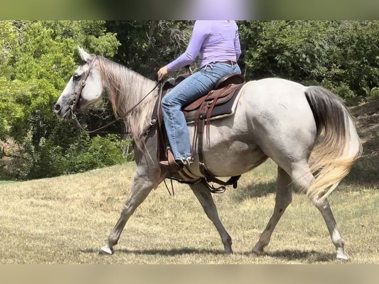 American Quarter Horse Gelding 10 years 14,2 hh Grey in Weatherford TX