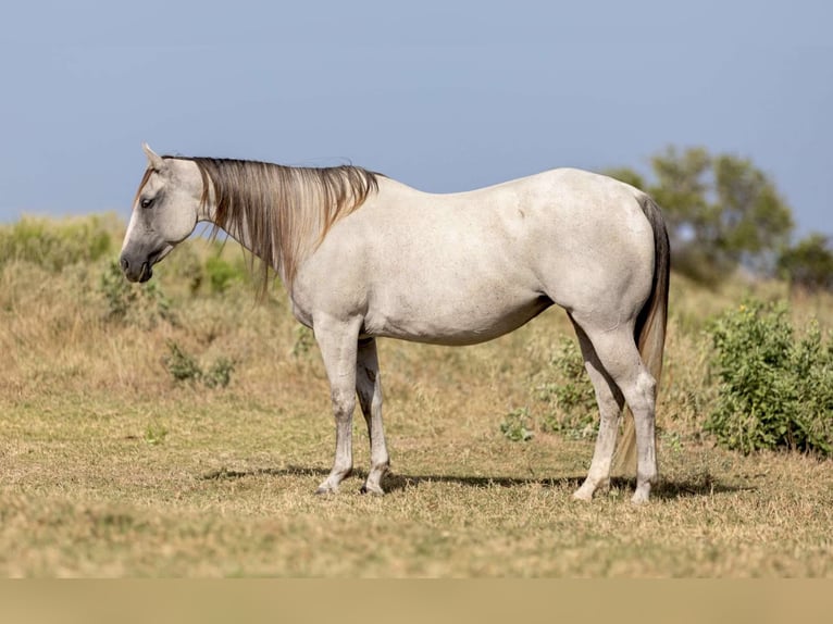 American Quarter Horse Gelding 10 years 14,2 hh Grey in Weatherford TX