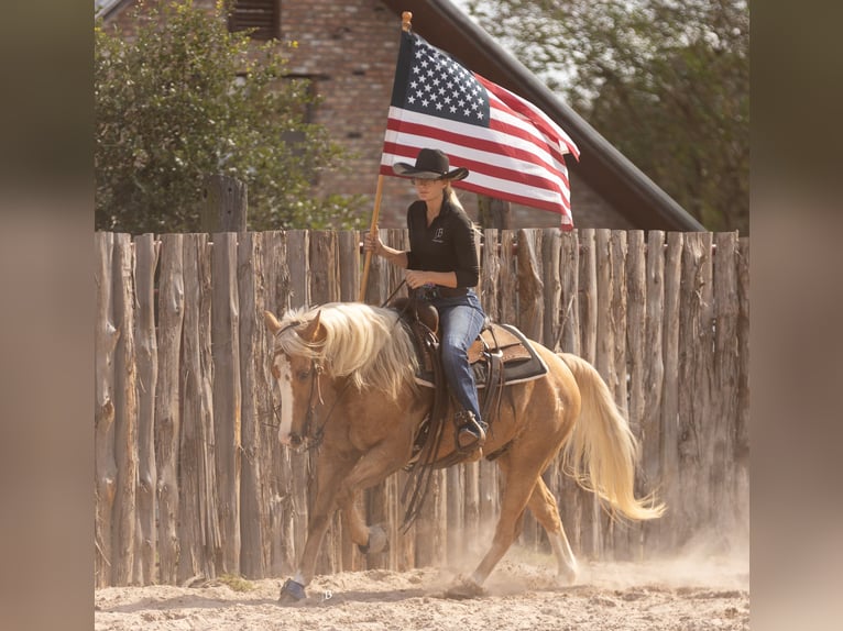 American Quarter Horse Gelding 10 years 14,2 hh Palomino in Troy