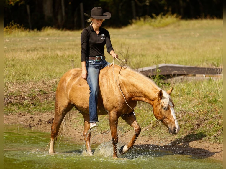 American Quarter Horse Gelding 10 years 14,2 hh Palomino in Troy